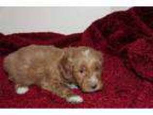 Mutt Puppy for sale in Eau Claire, WI, USA