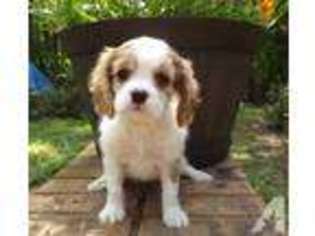Cavalier King Charles Spaniel Puppy for sale in COLUMBUS, MS, USA