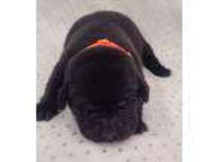 Labrador Retriever Puppy for sale in Atlantic, PA, USA