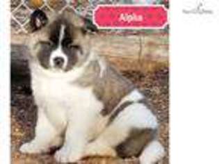 Akita Puppy for sale in Fairbanks, AK, USA