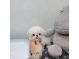 Maltese Puppy for sale in Temple City, CA, USA