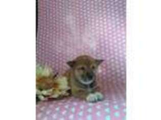 Shiba Inu Puppy for sale in Goshen, IN, USA