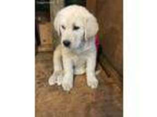 Great Pyrenees Puppy for sale in Dixie, WA, USA
