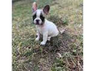 French Bulldog Puppy for sale in Jarrell, TX, USA