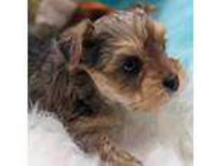 Yorkshire Terrier Puppy for sale in Tuckasegee, NC, USA