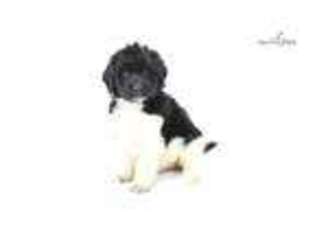 Schnoodle (Standard) Puppy for sale in Hattiesburg, MS, USA