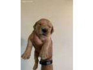 Golden Retriever Puppy for sale in Sanford, NC, USA
