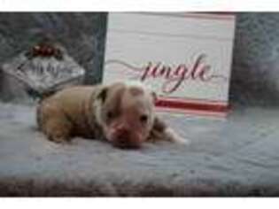 Bulldog Puppy for sale in Billings, MO, USA
