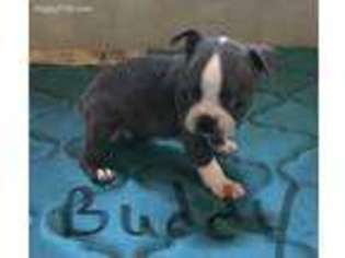 Boston Terrier Puppy for sale in Holdenville, OK, USA