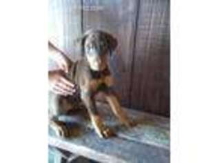 Doberman Pinscher Puppy for sale in Grabill, IN, USA