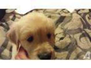 Golden Retriever Puppy for sale in OLYMPIA, WA, USA
