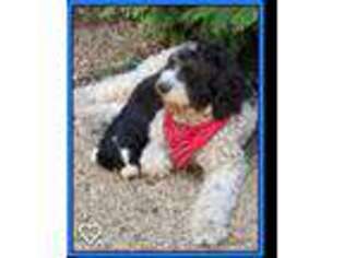 Saint Berdoodle Puppy for sale in Chicago, IL, USA