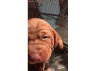 Vizsla Puppy for sale in Hoven, SD, USA