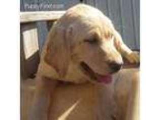 Labrador Retriever Puppy for sale in Stockton, NJ, USA