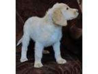 Labradoodle Puppy for sale in Highlandville, MO, USA