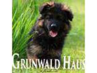 German Shepherd Dog Puppy for sale in Clayville, RI, USA