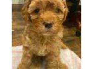 Cavapoo Puppy for sale in Rockwall, TX, USA