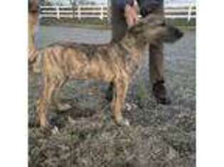 Irish Wolfhound Puppy for sale in Lewisburg, KY, USA
