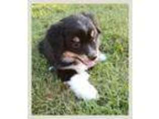 Miniature Australian Shepherd Puppy for sale in Palmetto, FL, USA