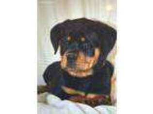 Rottweiler Puppy for sale in Sheridan, MI, USA