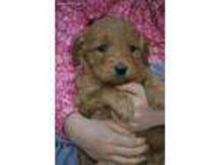 Goldendoodle Puppy for sale in Royal Center, IN, USA