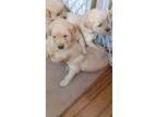 Golden Retriever Puppy for sale in Mount Vernon, MO, USA