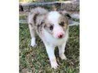 Border Collie Puppy for sale in Blanket, TX, USA