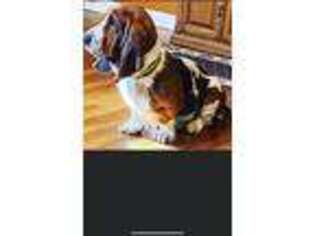 Basset Hound Puppy for sale in Whitesburg, KY, USA