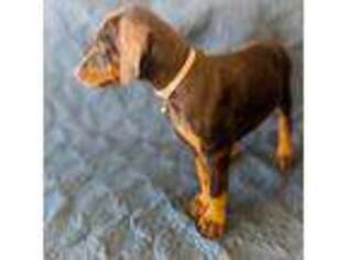 Doberman Pinscher Puppy for sale in Pueblo West, CO, USA