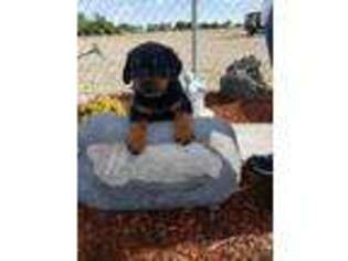 Rottweiler Puppy for sale in Fruitland, ID, USA