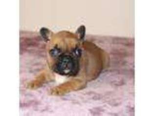 French Bulldog Puppy for sale in Greenville, TX, USA