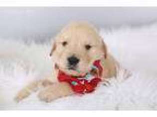Golden Retriever Puppy for sale in Mc Connellsburg, PA, USA