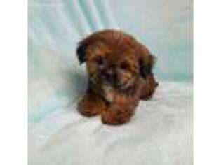 Mutt Puppy for sale in Shelbyville, IN, USA