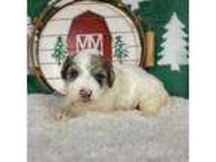 Mutt Puppy for sale in Colorado Springs, CO, USA