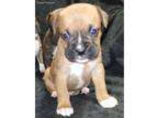 Boxer Puppy for sale in Dublin, TX, USA