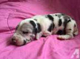 Great Dane Puppy for sale in HOLLY SPRINGS, NC, USA