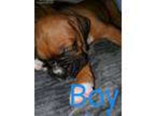 Boxer Puppy for sale in Valrico, FL, USA