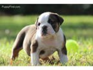 Olde English Bulldogge Puppy for sale in Emporia, VA, USA