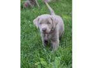 Labrador Retriever Puppy for sale in Lanesboro, MN, USA