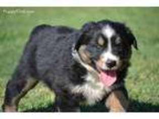 Miniature Australian Shepherd Puppy for sale in Tuttle, OK, USA