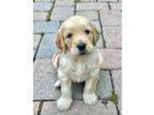 Goldendoodle Puppy for sale in Honesdale, PA, USA