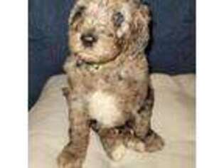 Mutt Puppy for sale in Camden, SC, USA