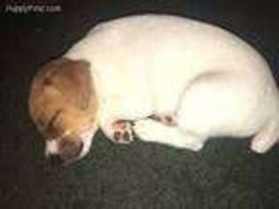 Jack Russell Terrier Puppy for sale in Tualatin, OR, USA