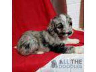 Mutt Puppy for sale in Huntsville, AL, USA
