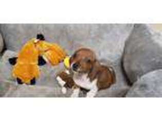 Dachshund Puppy for sale in Gainesville, TX, USA