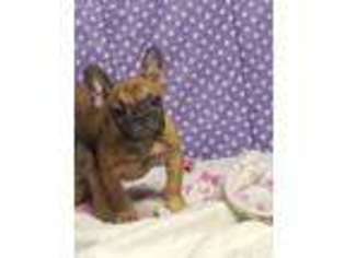 French Bulldog Puppy for sale in Blooming Prairie, MN, USA