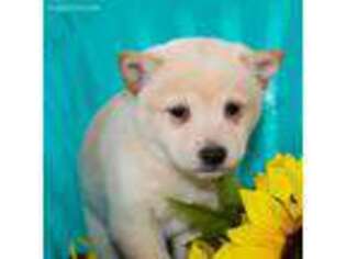 Shiba Inu Puppy for sale in West Lafayette, OH, USA
