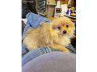 Pomeranian Puppy for sale in Montgomery City, MO, USA