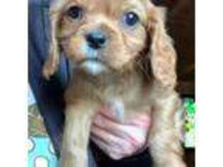 Cavalier King Charles Spaniel Puppy for sale in Harpursville, NY, USA