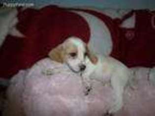 Beagle Puppy for sale in Enumclaw, WA, USA